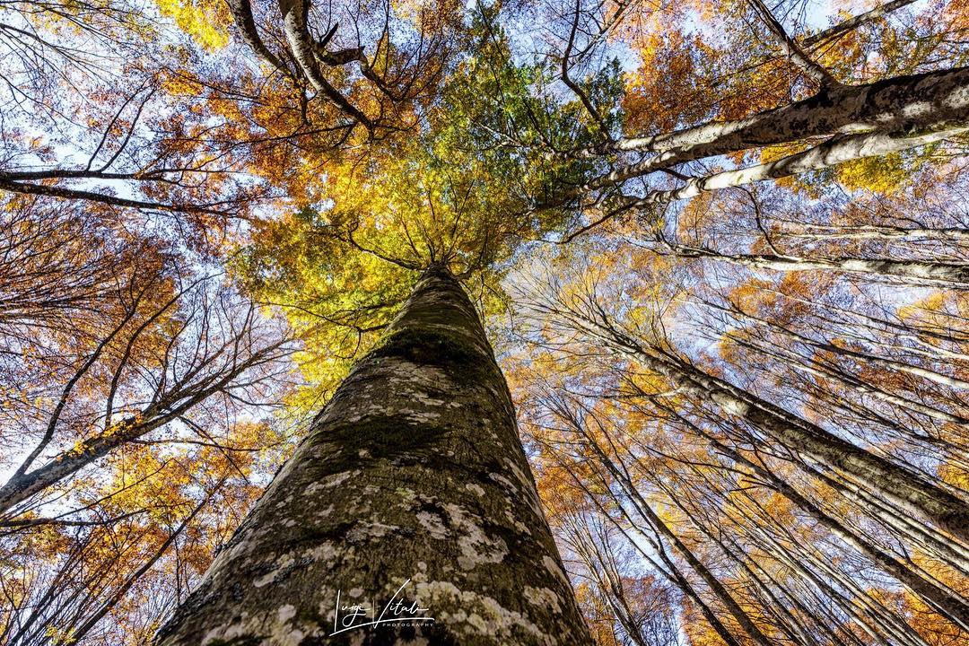 Foliage Foreste Casentinesi | Ph © luigi_vitali_photo