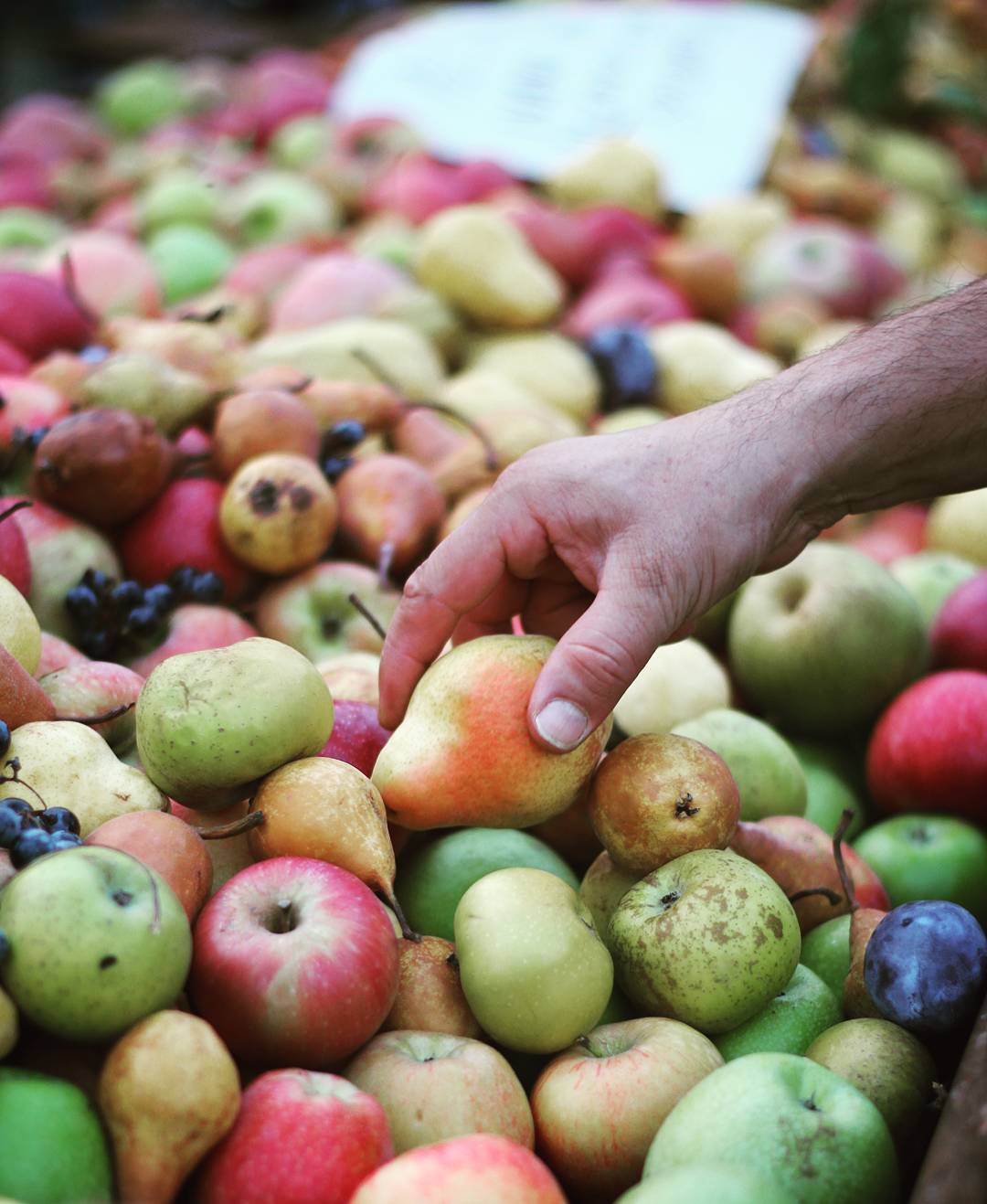 Frutti autunnali, La Bonissima, Modena Ph. @sil_rov