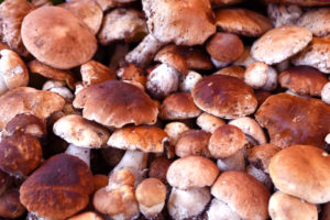 Emilia-Romagna Food Insights | The Borgotaro Porcini Mushrooms