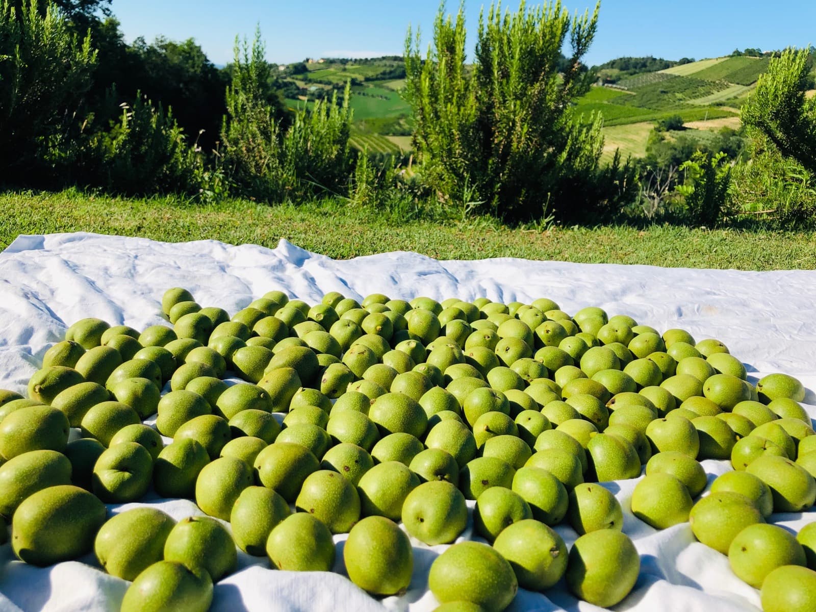 How to prepare Nocino | Ph. Federica Cortezzi 