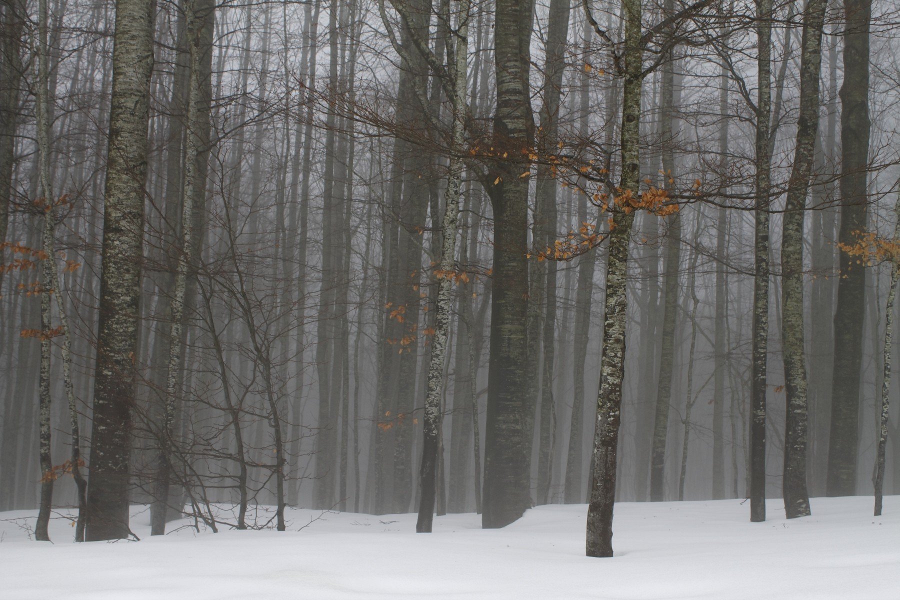 Il bosco in inverno