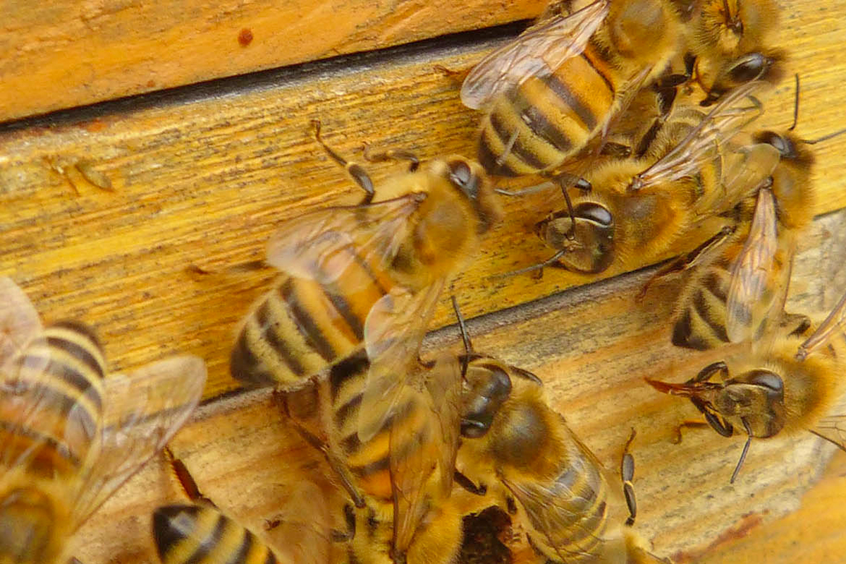 National Institute of Apiculture | Bologna