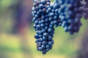 Terre di Lambrusco: il concorso enologico che celebra il “Rosso Frizzante”