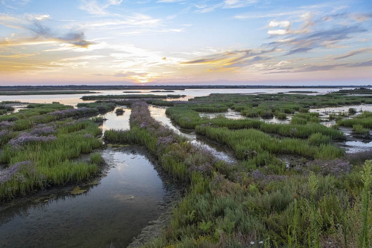 Along the Lamone River | Baiona brackish lagoon (Ravenna)