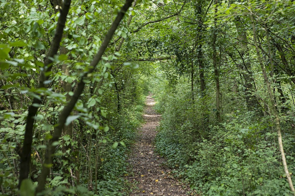 Along the Lamone River | Ecological rebalancing area “Podere Pantaleone” (Bagnacavallo)