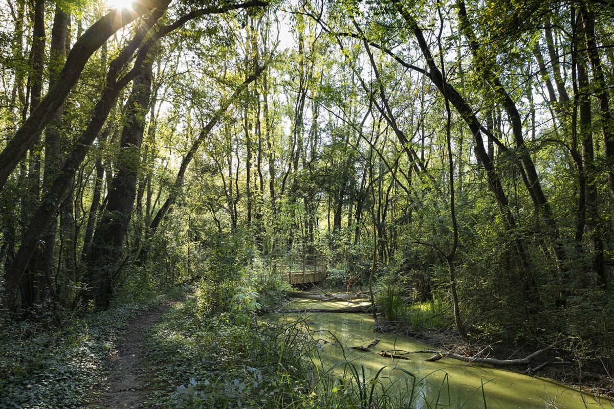 Along the Lamone River | Punte Alberete oasis (Ravenna)