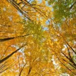 Parco Nazionale dell Foreste Casentinesi | Ph. Riccardo Raimondi