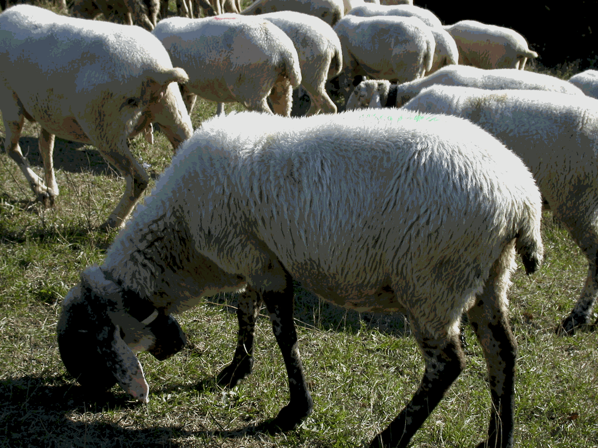 Pecora Cornigliese (Presidio Slow Food)