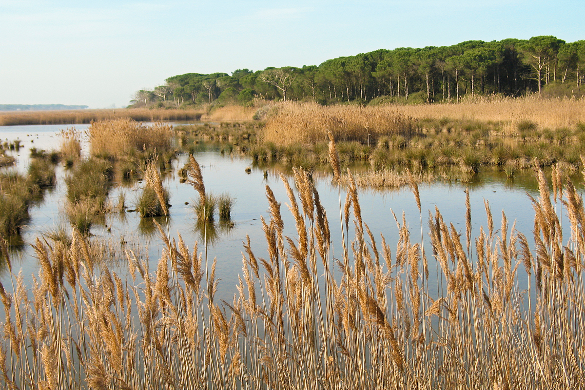 Pineta di Classe (Ravenna) 