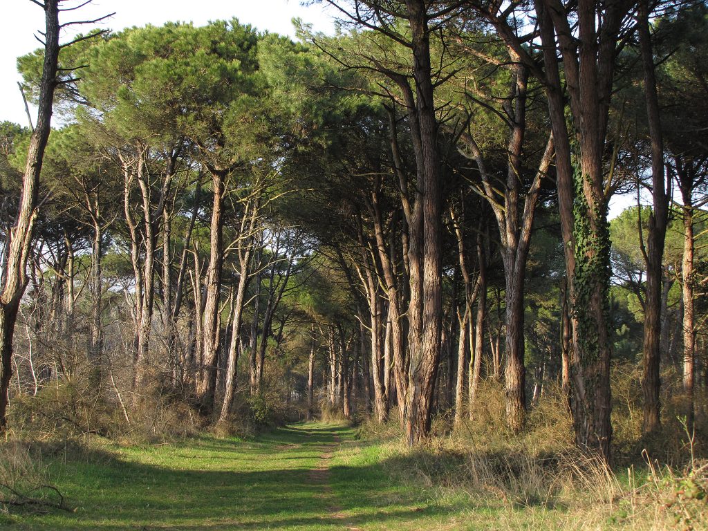 Classe Pine Forest, Ravenna | Ph. myravenna