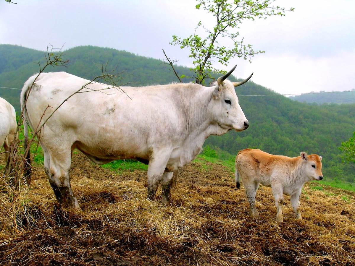 Razza Bovina Romagnola (Presìdio Slow Food)