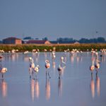 Le saline di Cervia | Foto by Massimo Briganti, via Flickr