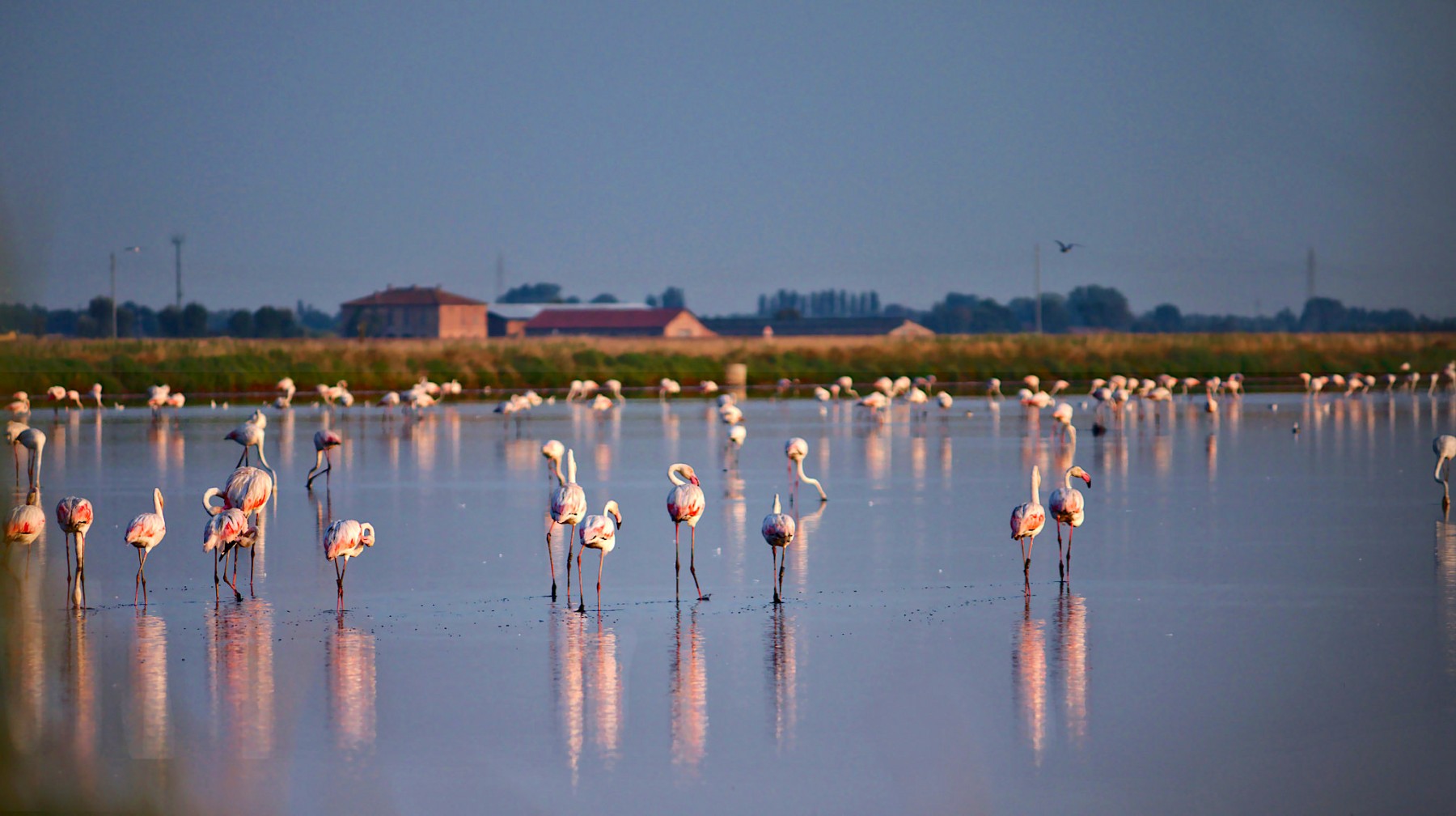 Cervia (Ra), Fenicotteri alle saline