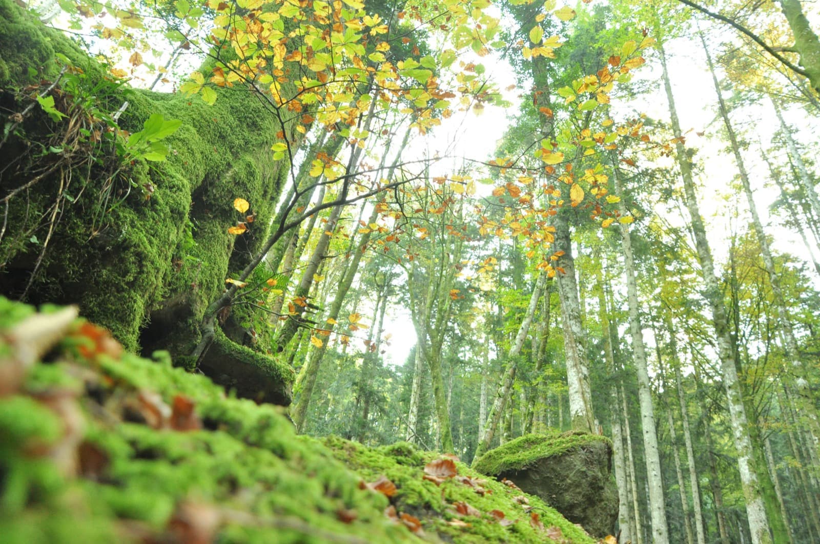 Sasso Fratino, foliage