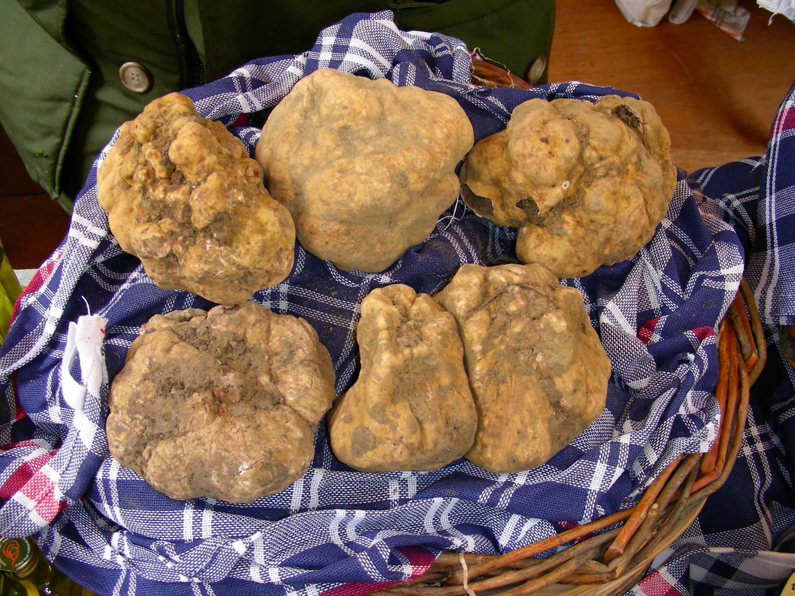 Tartufo Bianco | Ph. Assessorato al Turismo Provincia di Rimini