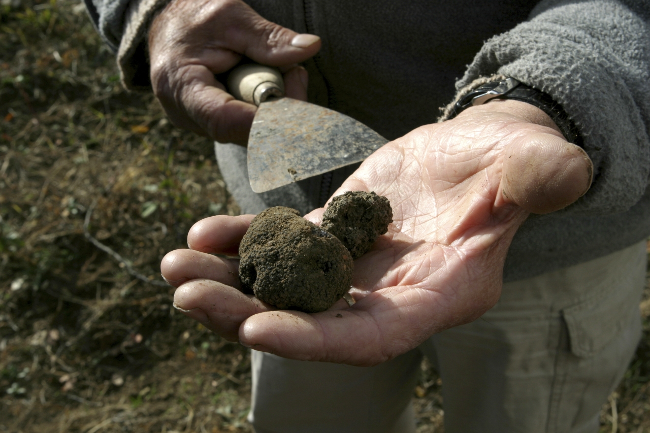 Tartufo nero di Fragno