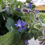 Tortelli with Borage | Ph. FedeCortezzi