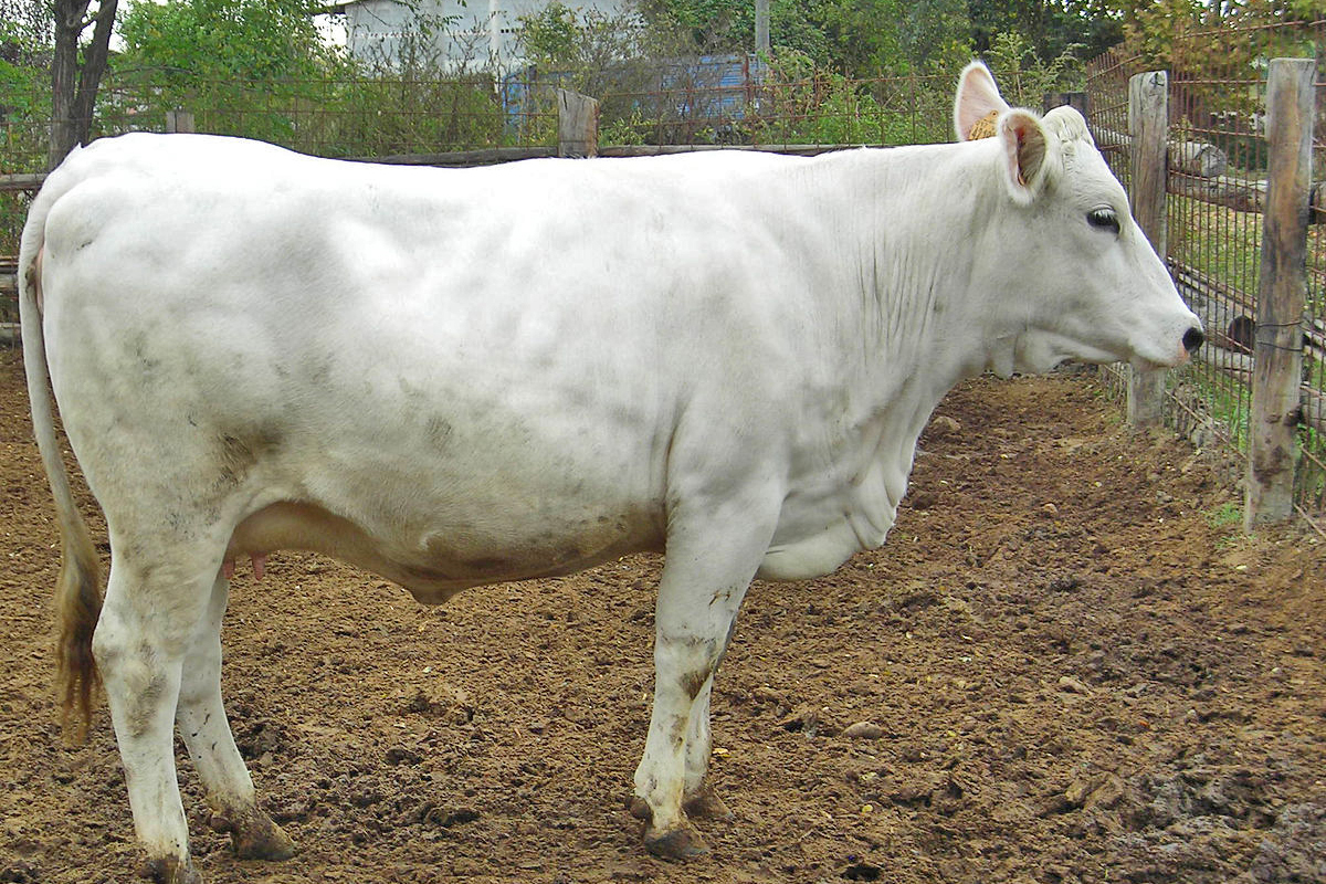 White Modenese Cow