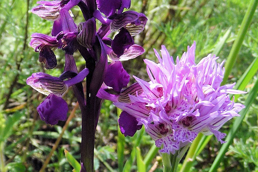 Viaggio lento in primavera con Trekking col treno orchidea