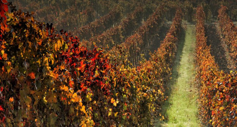 Emilia-Romagna terra dei buoni vini – Gli Eventi 2017 dedicati