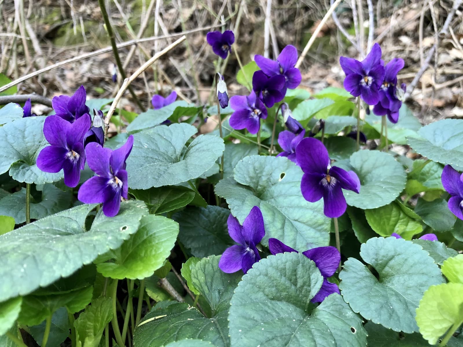 Violetta | Ph. FedeCortezzi