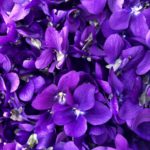 Violetta | Ph. FedeCortezzi