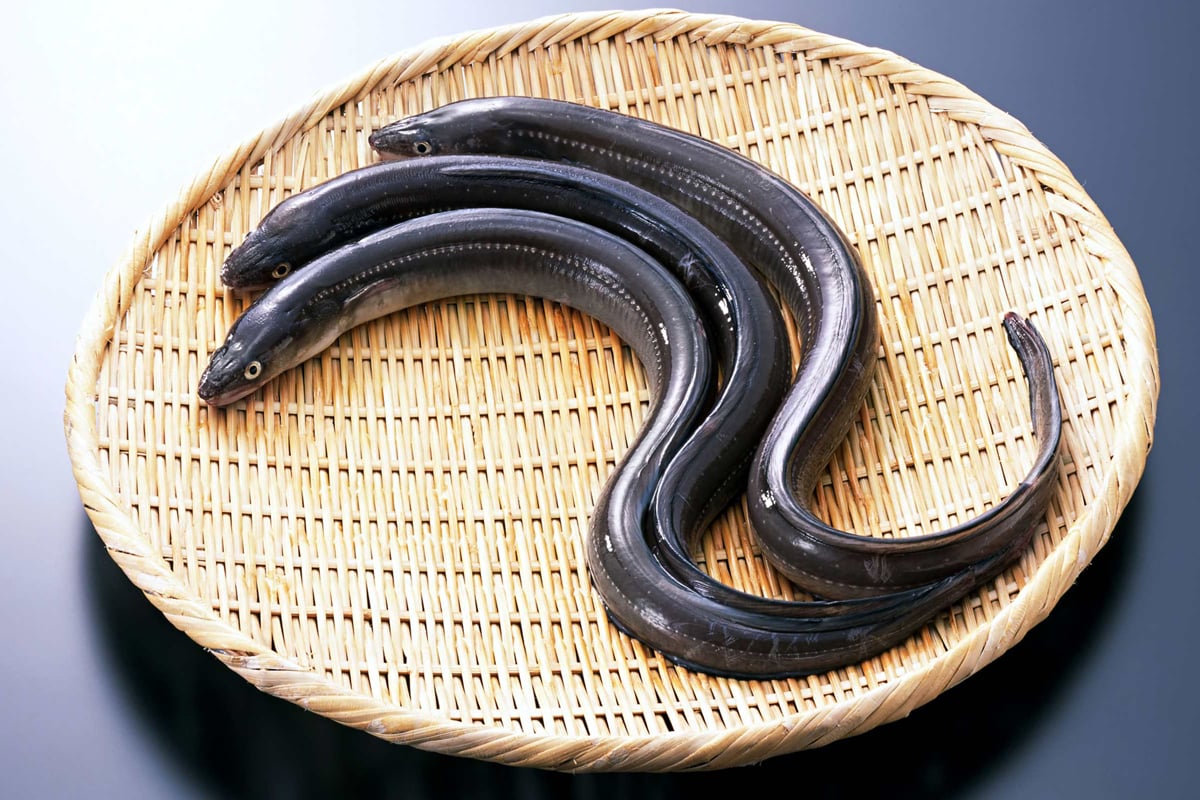 Comacchio Eel