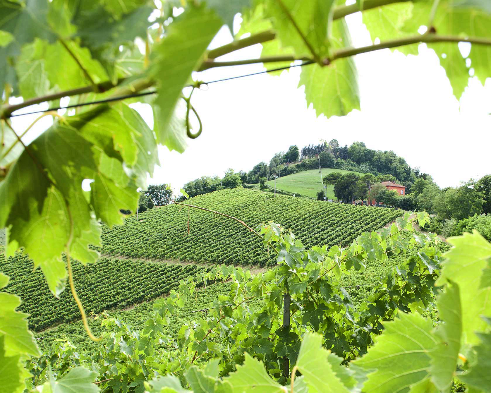 Vines of Romagna | Photo © Consorzio Vini di Romagna