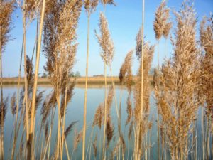 Bassa Romagna: in the Land of Good Life