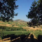 Bertinoro (FC), Panoramica vigneti, ph. Alberto Monti