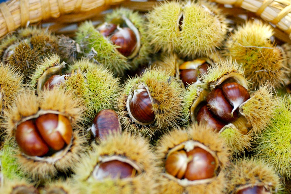 Le castagne di Castel del Rio (Bologna)