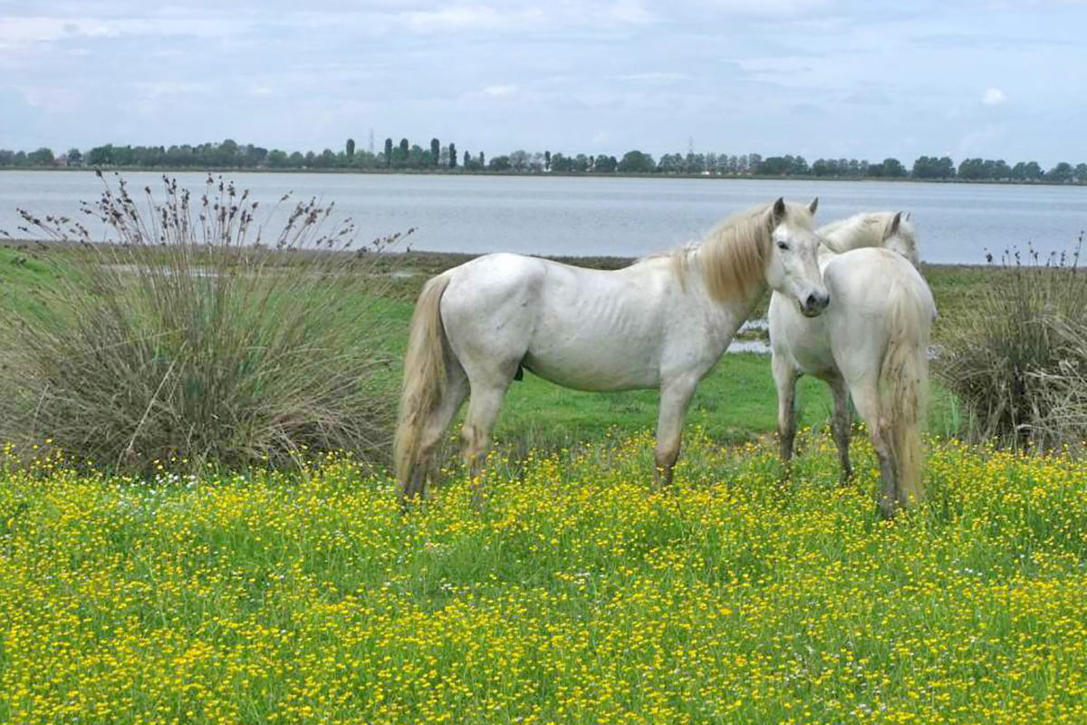 Cavalli Delta/Camargue Penisola di Boscoforte