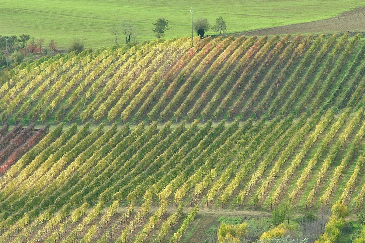 Vitigni di Pagadebit | Foto © Fattoria Ca' Rossa