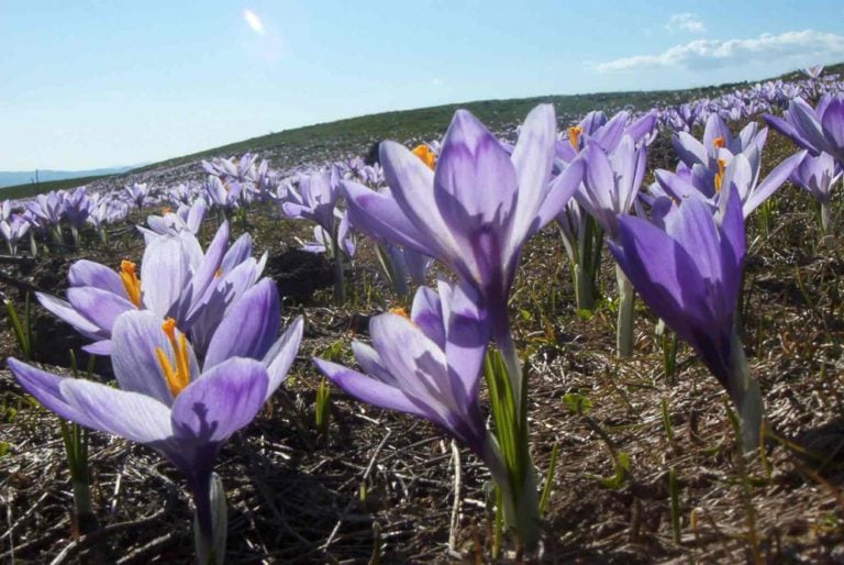 Parchi Naturali della Romagna