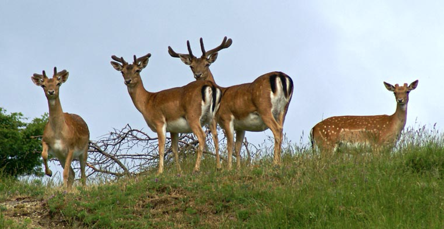 Parco nazionale delle Foreste Casentinesi, Monte Falterona e Campigna (FC), Fauna locale