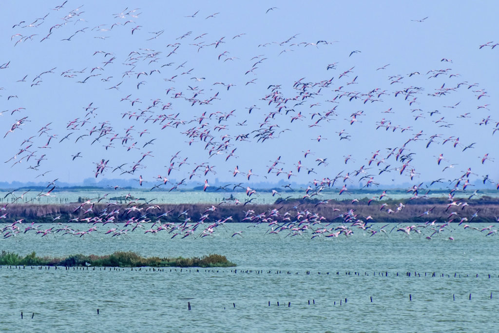 Fenicotteri Rosa tra le Saline di Comacchio | Ph. Vanni Lazzari