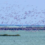 Pink flamingos in the Comacchio Salt Pan | Ph. Vanni Lazzari