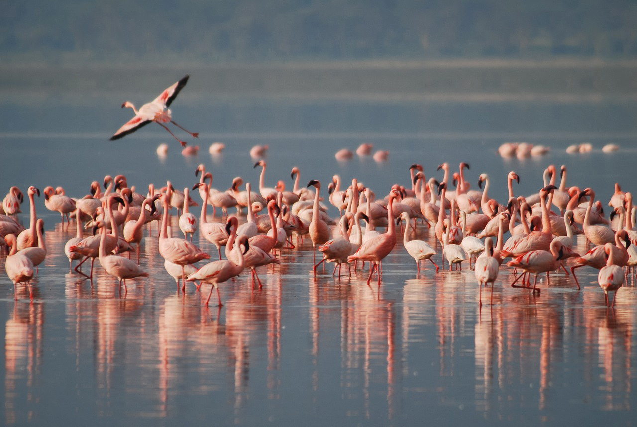 Flamingos in Po Delta Park