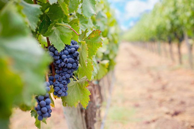 Le strade del Vino in Emilia-Romagna