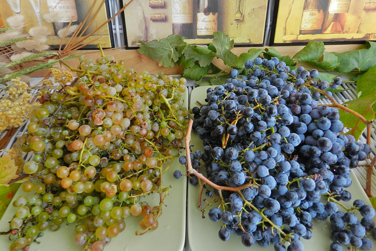Bunch of grapes | Photo @ pentolefornelli.it