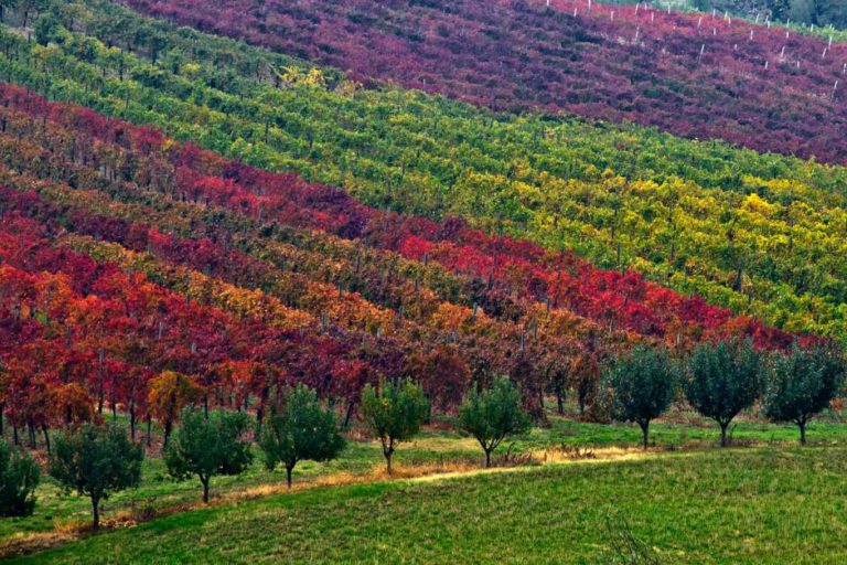 Terre di Lambrusco: il concorso che celebra il “Rosso Frizzante”