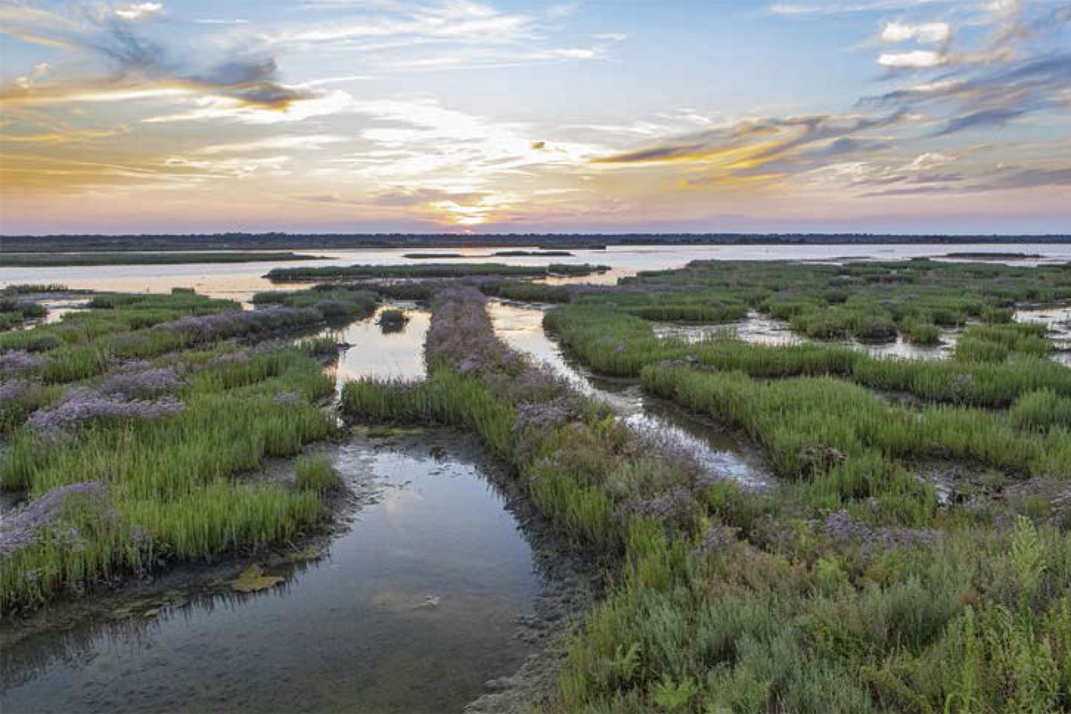 Lungo il fiume Lamone | Piallassa della Baiona (Ravenna)