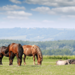 Appennino a Cavallo in Emilia Romagna | Foto © icavalieridelcusna.it