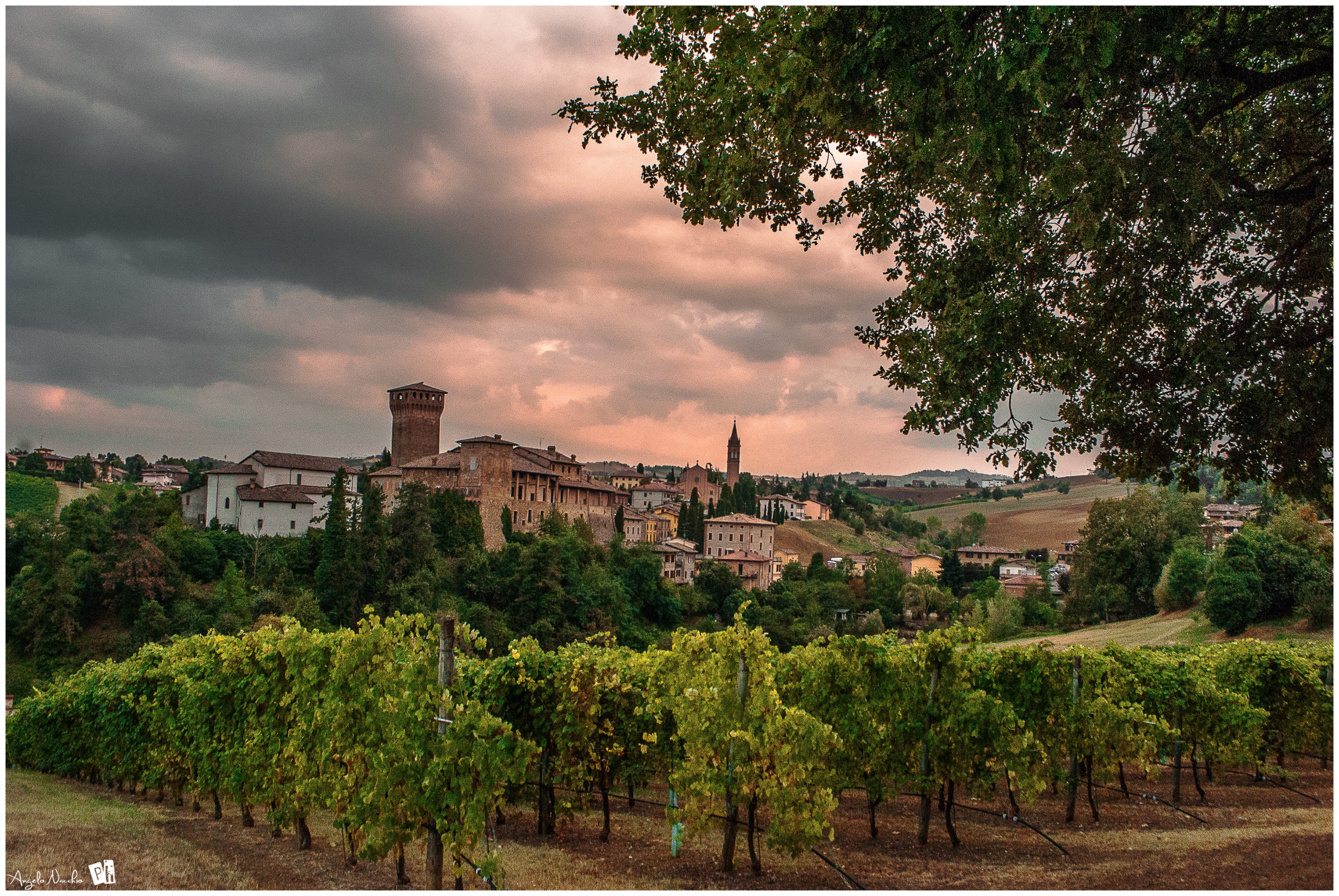 Le vigne del Castello di Levizzano, Modena - Ph. Angelo Nastri Nacchio