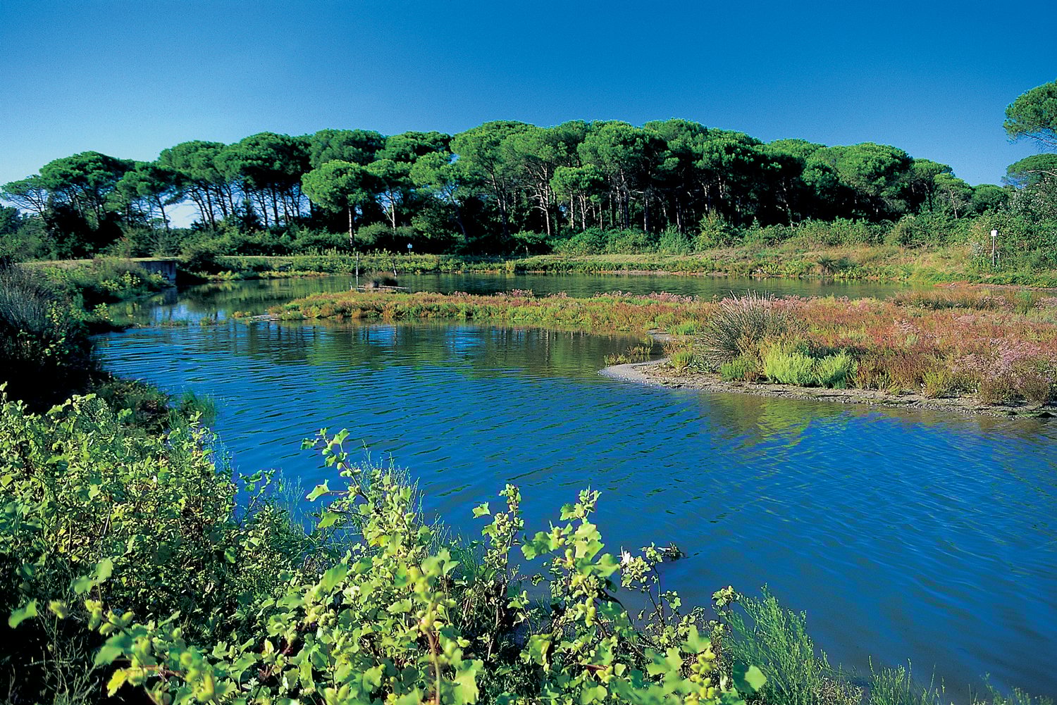 Pinewood of San Vitale (Ravenna) | Photo Archive - Municipality of Ravenna