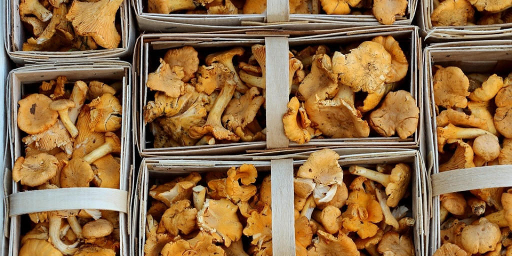 funghi