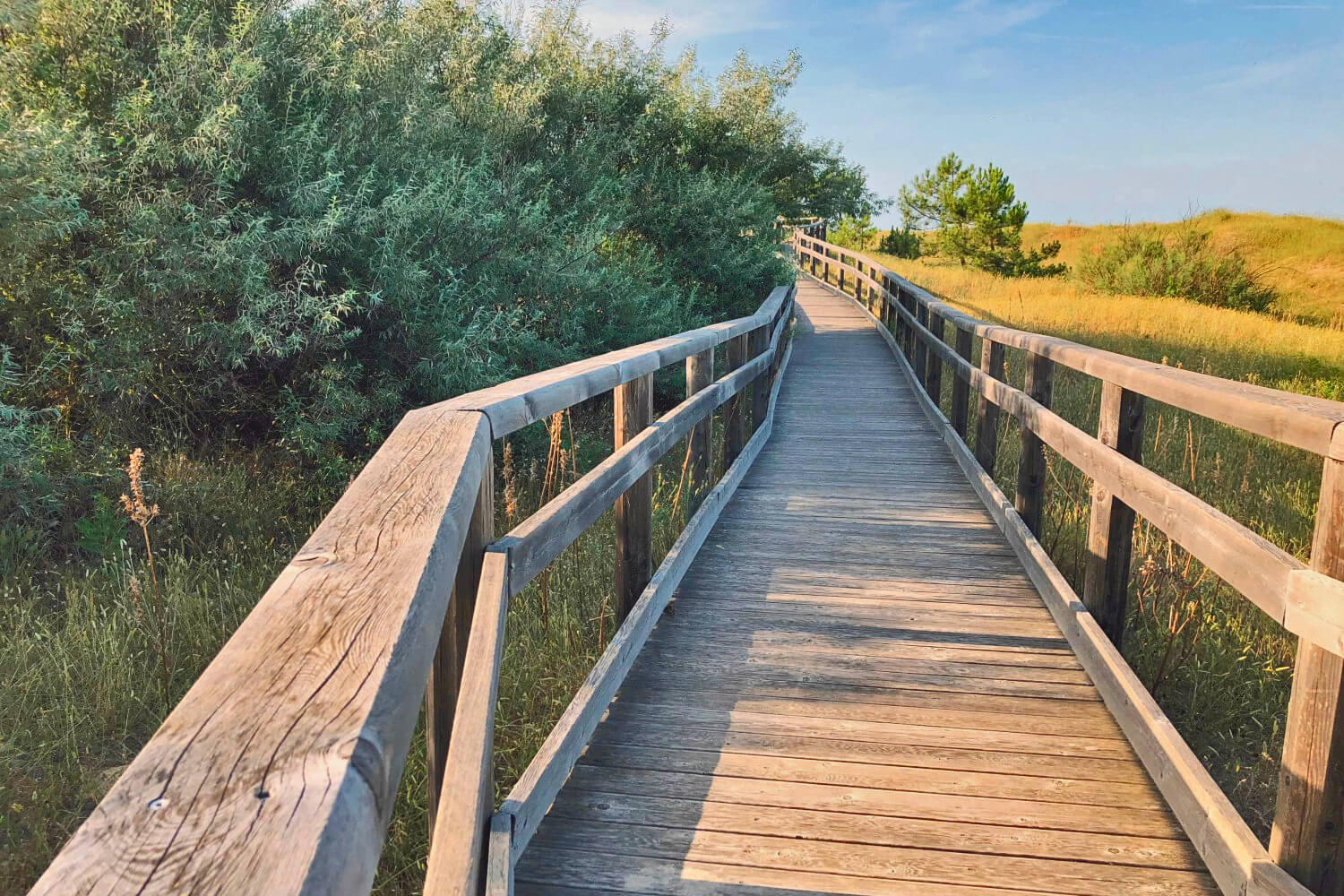 Le dune di Marina di Ravenna