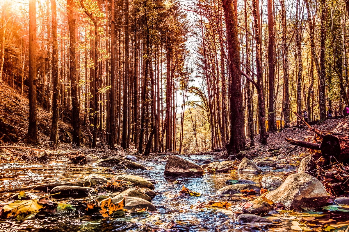 Premilcuore (FC), Parco delle Foreste Casentinesi