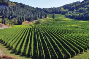 I Vini di Bologna e Modena