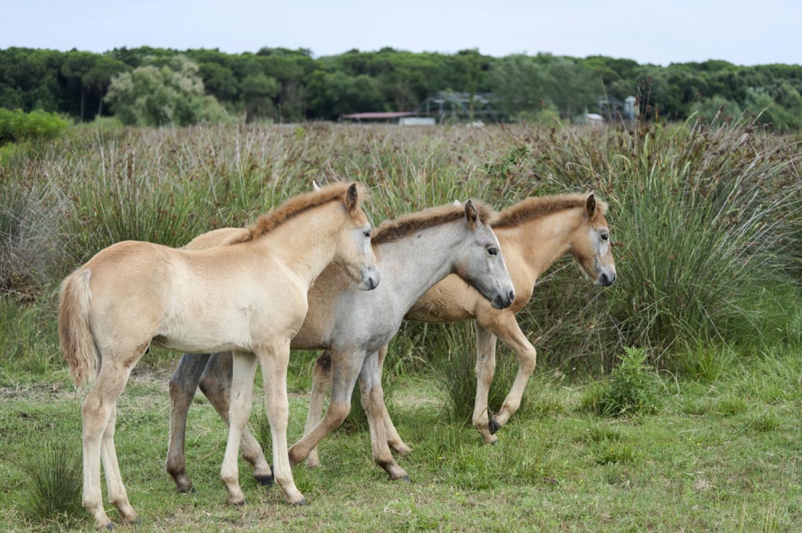 Po delta, horses | Ph. TheCrowdedPlanet